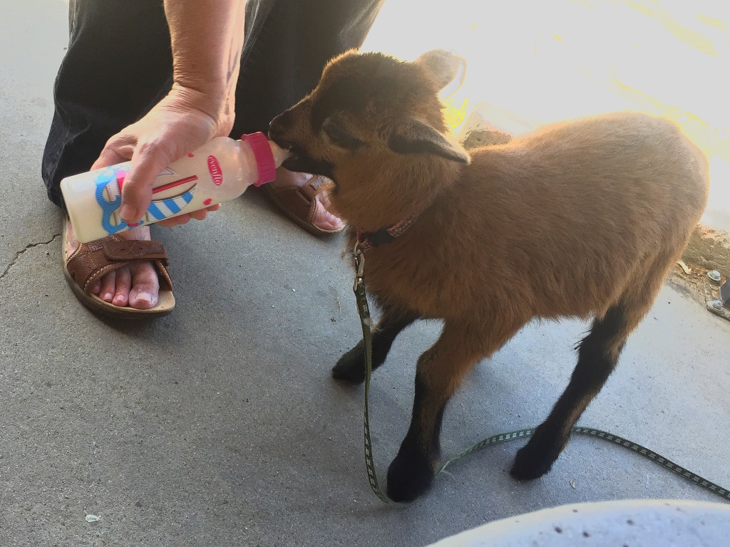 An adorable baby goat, drinking milk from a bottle.