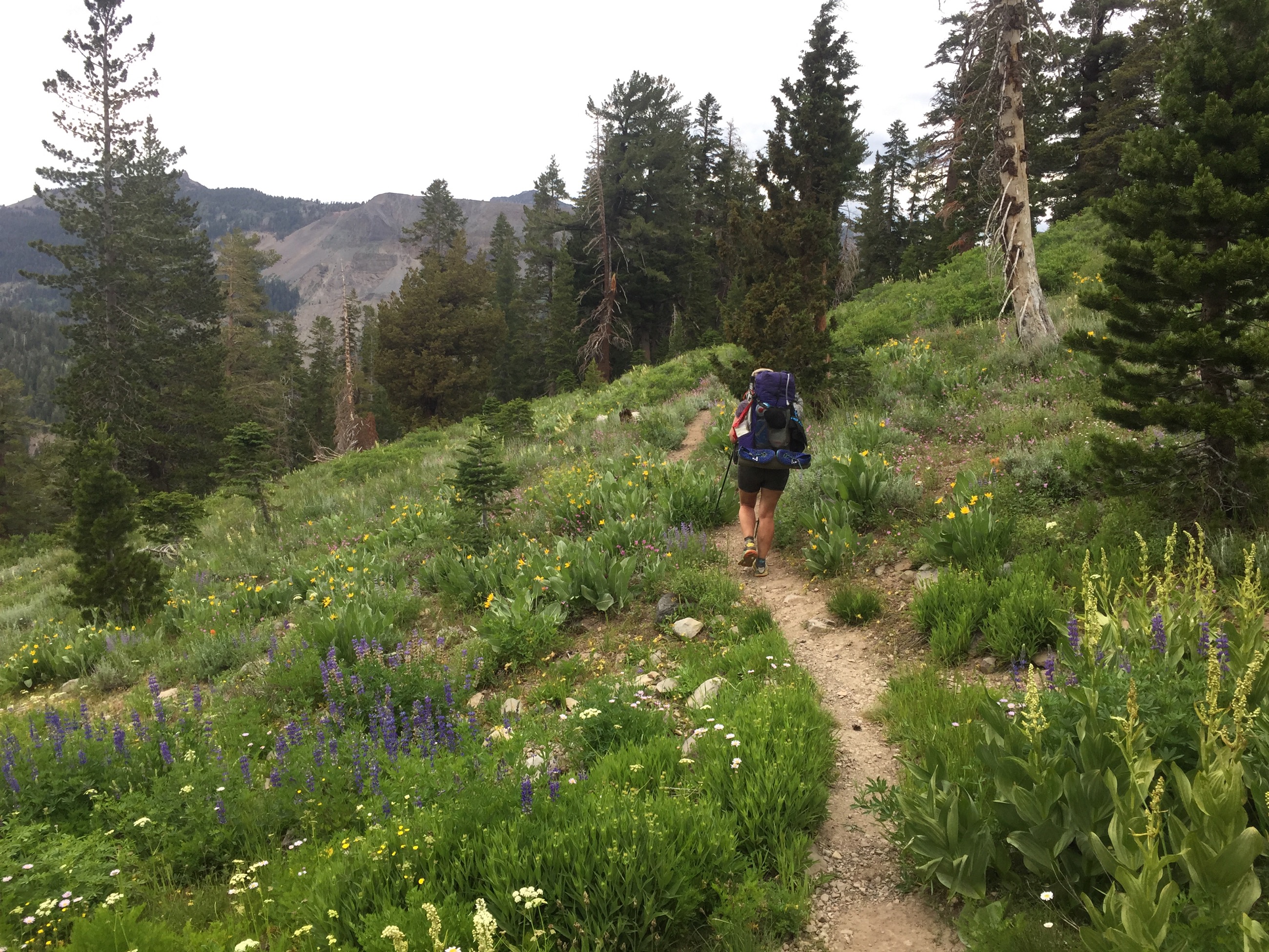 Day 82: Of Wildflowers, Green Hills, and Familiar Passes